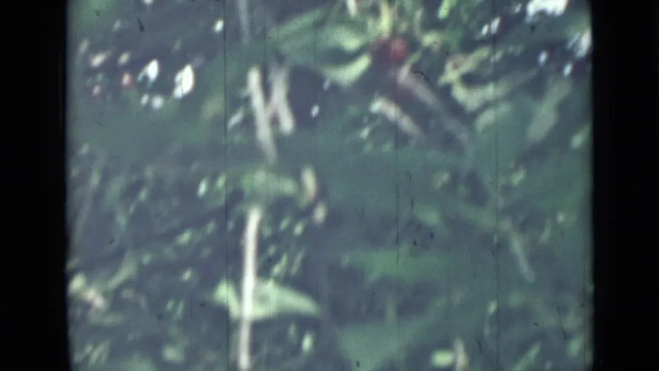 1967 Saint Petersburg 8mm frame showing leafy apple tree branches with a small red apple partly hidden in soft focus.