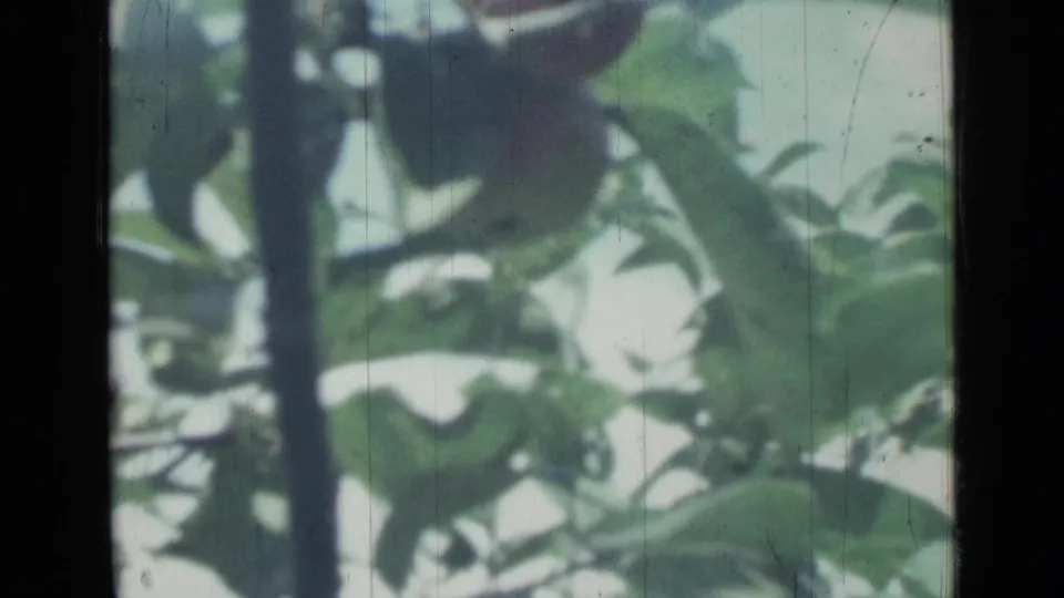 1967 Saint Petersburg 8mm close-up of apple tree foliage, slender branches, and pale daylight seen through leaves.