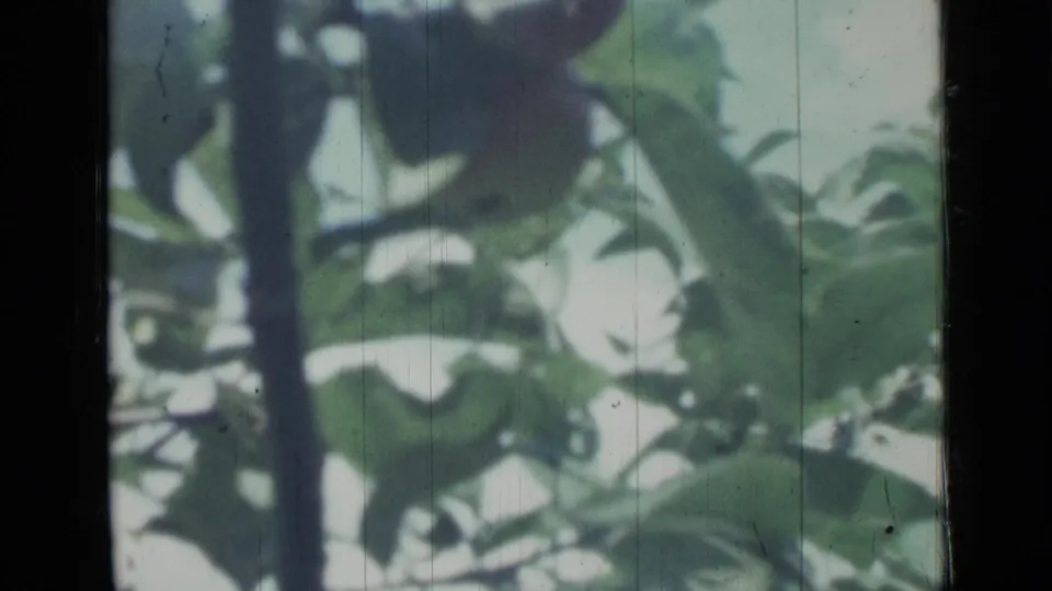 1967 Saint Petersburg 8mm frame with a dark apple tree branch, green leaves, and filtered daylight through the canopy.