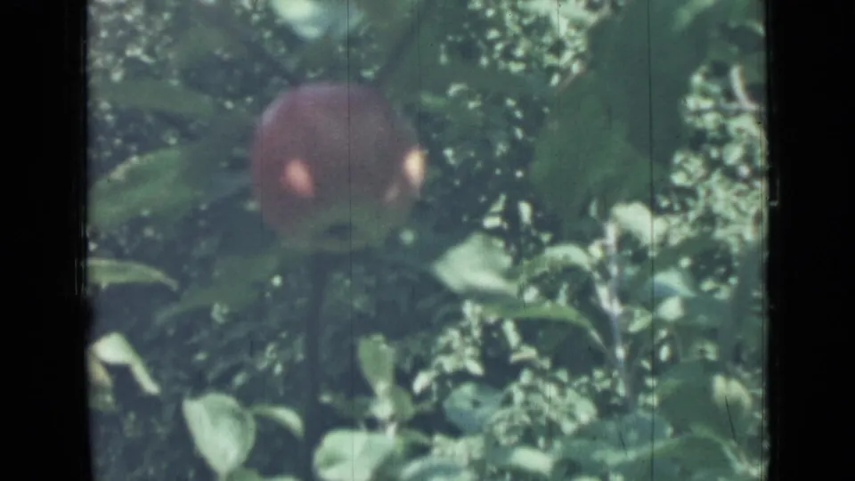 1967 Saint Petersburg 8mm frame showing a red apple hanging among dense green leaves and sunlit orchard foliage.