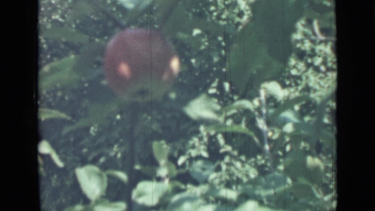 Red apple hanging among green leaves in soft-focus garden footage.