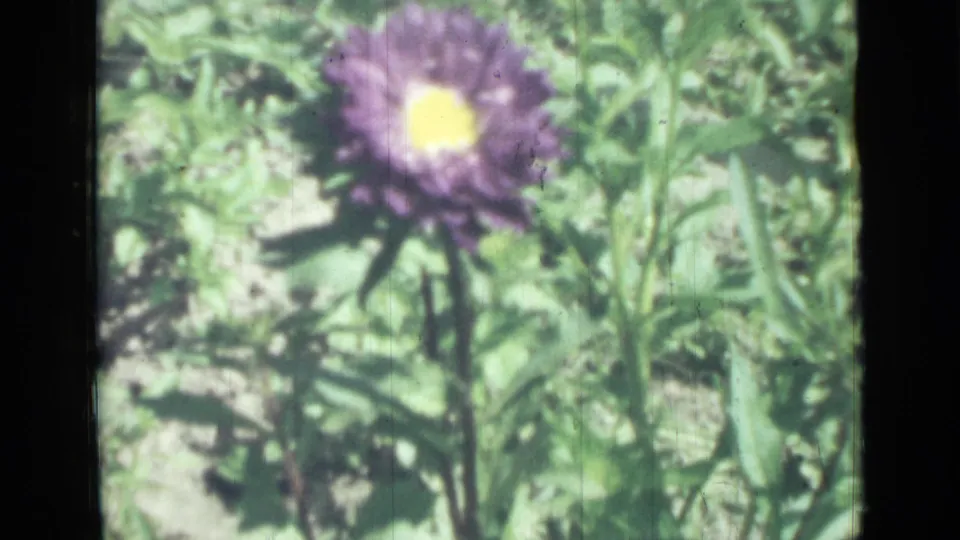 1967 8mm home-movie frame from Saint Petersburg showing a purple flower with a yellow center amid green plants.