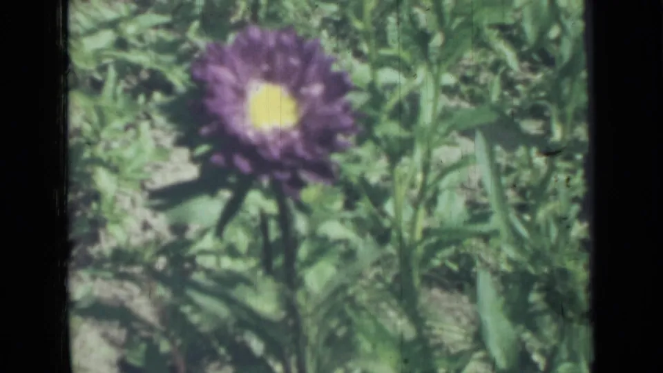 1967 8mm home-movie frame from Saint Petersburg showing a closer purple flower head surrounded by leafy garden growth.