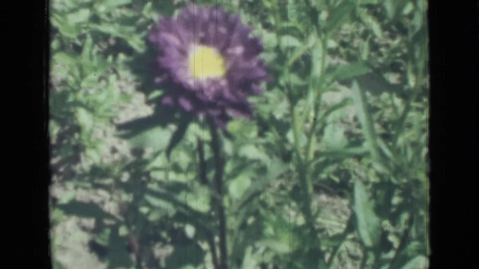 1967 8mm home-movie frame from Saint Petersburg showing the purple flower again among dense green garden plants.
