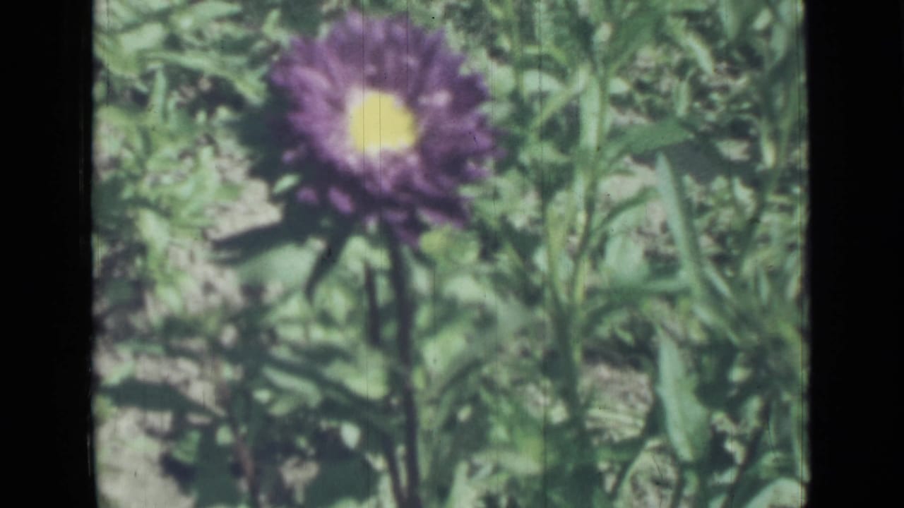 Purple flower with a yellow center among green garden leaves.