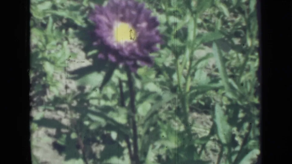 Purple bloom with a yellow center appears above dense green leaves in soft, grainy 8mm footage from the supplied 1967 Saint Petersburg clip.