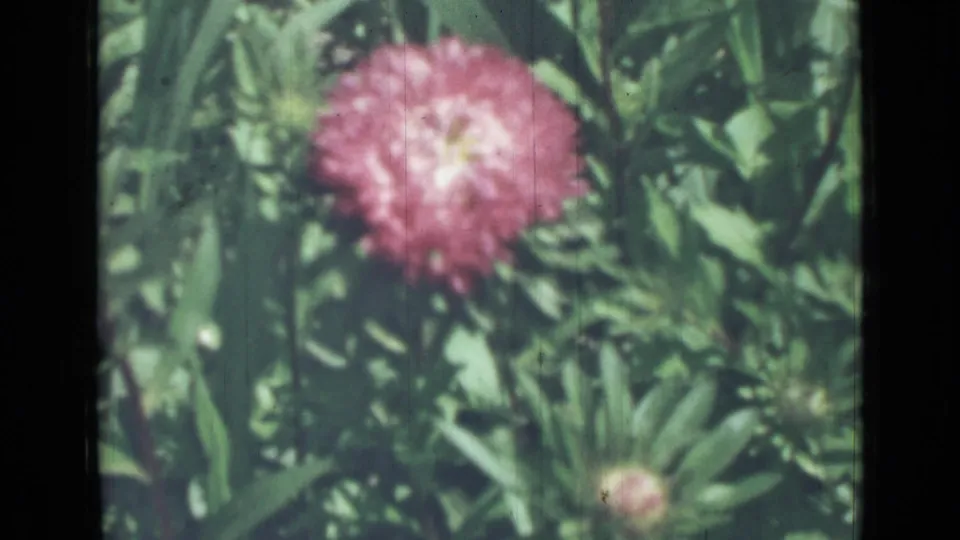 Pinkish red garden flower fills the lower frame area, with green foliage and soft film texture visible in the 1967 home-movie scan.
