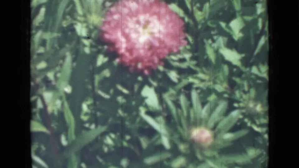 Soft 8mm frame showing a pinkish red flower with a pale center, a smaller bud, and surrounding green foliage in the identified 1967 garden clip.