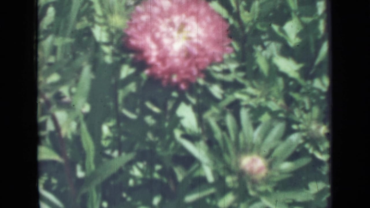 Pink flower blooming among green garden foliage on soft color film.