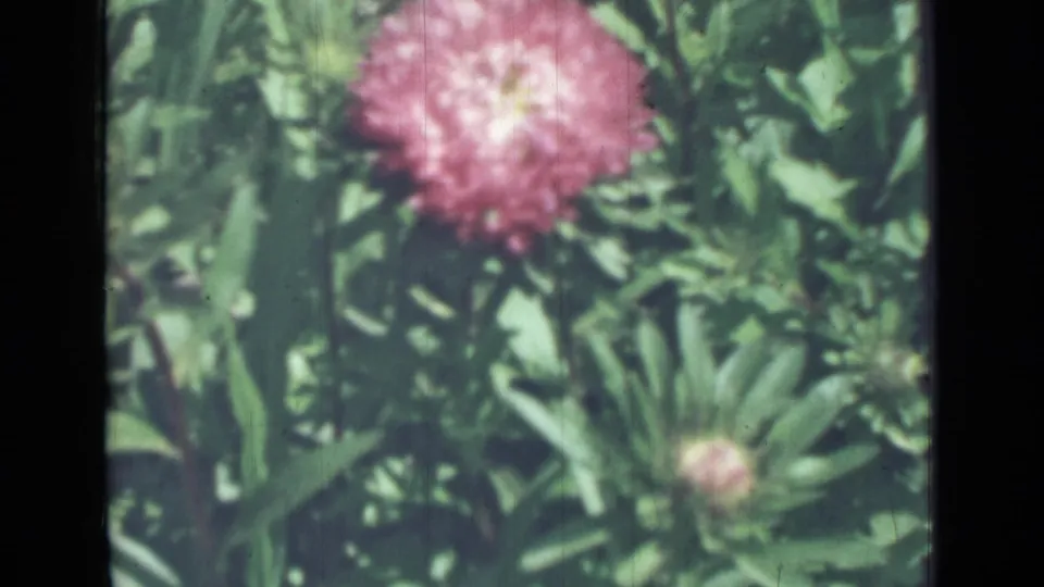1967 8mm home-movie frame showing a pink flower head amid dense green leaves, with soft focus and dark film borders.