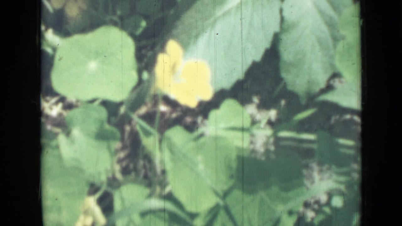 Yellow flower and round green leaves in a sunlit garden close-up.