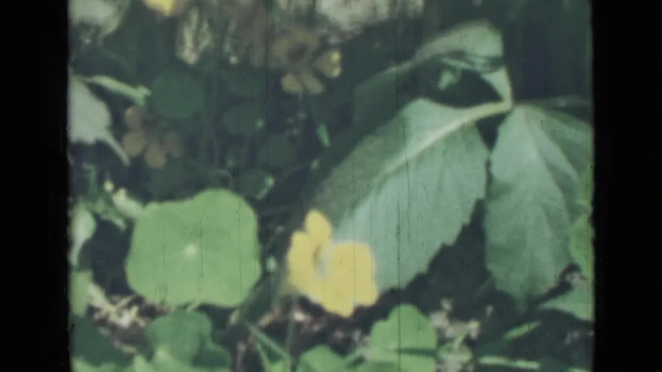 1967 8mm home-movie frame showing green foliage and a yellow blossom, with visible gate edges and muted color shift.