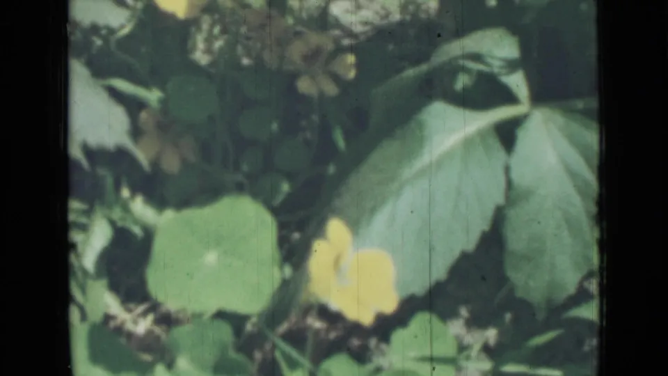 1967 8mm home-movie frame of a yellow blossom among overlapping leaves and stems, with soft focus and film wear visible.
