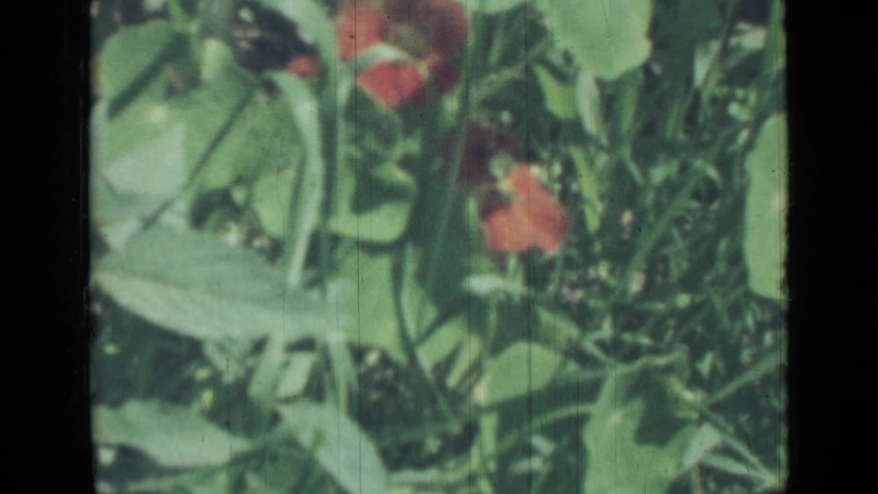 Soft-focus red flowers and green leaves in a dense garden patch.