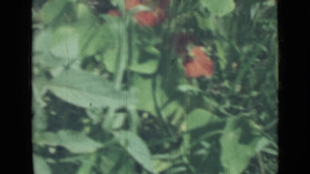 Saint Petersburg 1967 garden foliage with scattered red blooms, rendered in soft 8mm color.