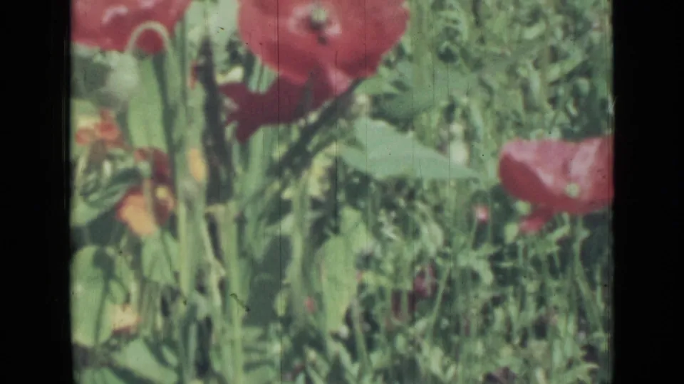 1967 8mm frame showing red poppy-like flowers among tall stems and green garden growth.