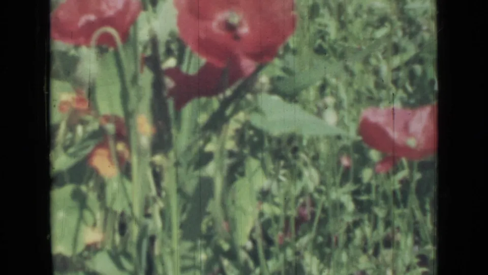 Soft 8mm home-movie view of red flowers and lush green foliage, with 1967 Saint Petersburg metadata.