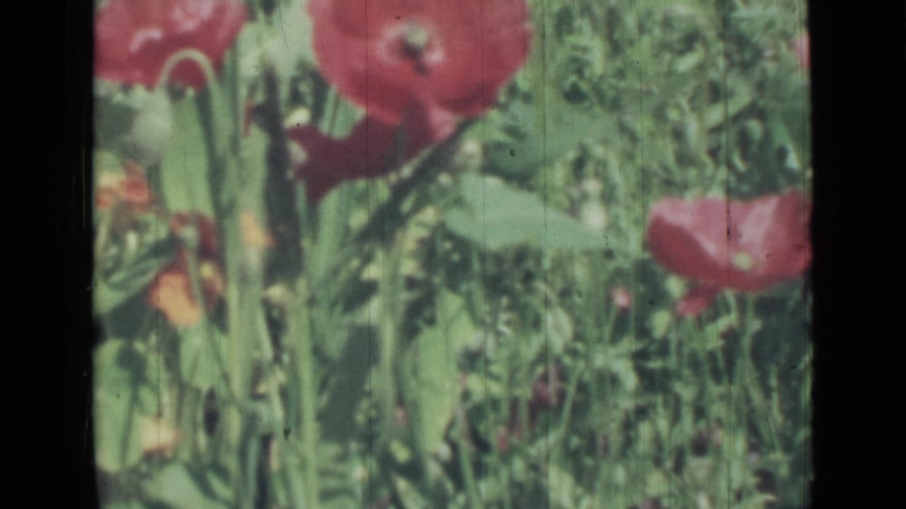 Soft 8mm close view of red poppies and green garden foliage.