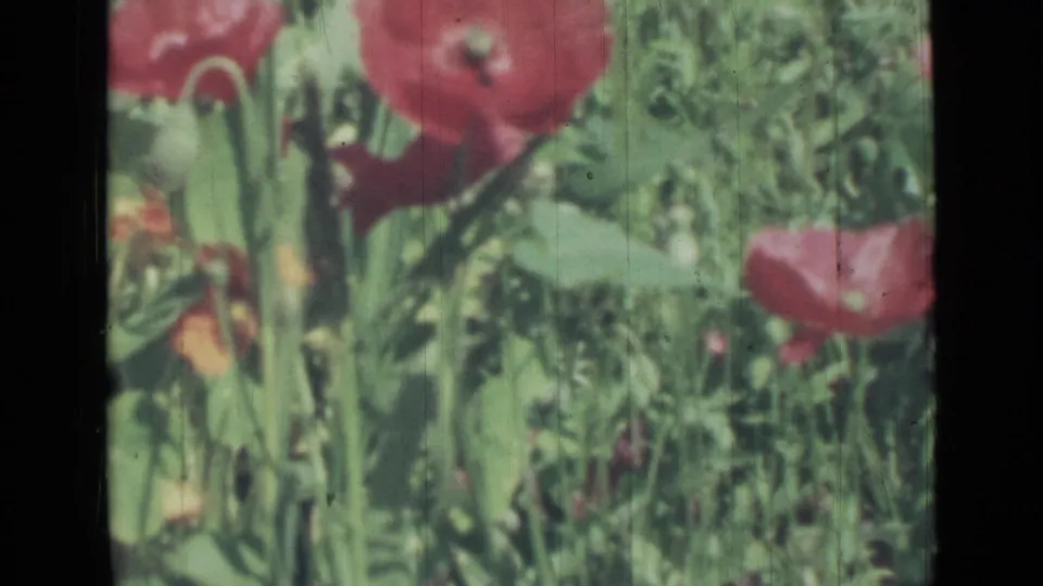 1967 Saint Petersburg home-movie frame showing red poppies among green foliage in soft 8mm color.