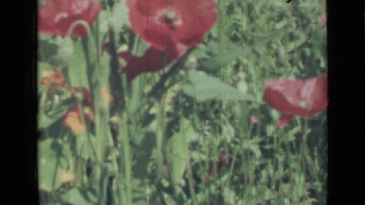 Red poppies and leafy plants seen in a soft garden close-up.
