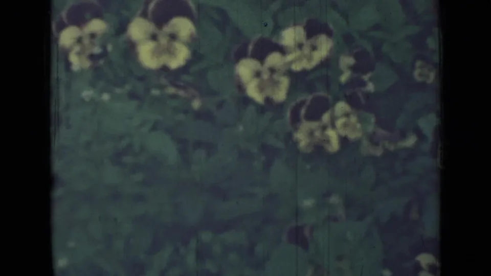 1967 home-movie frame with yellow pansies and green leaves, darker and softer from the 8mm exposure.