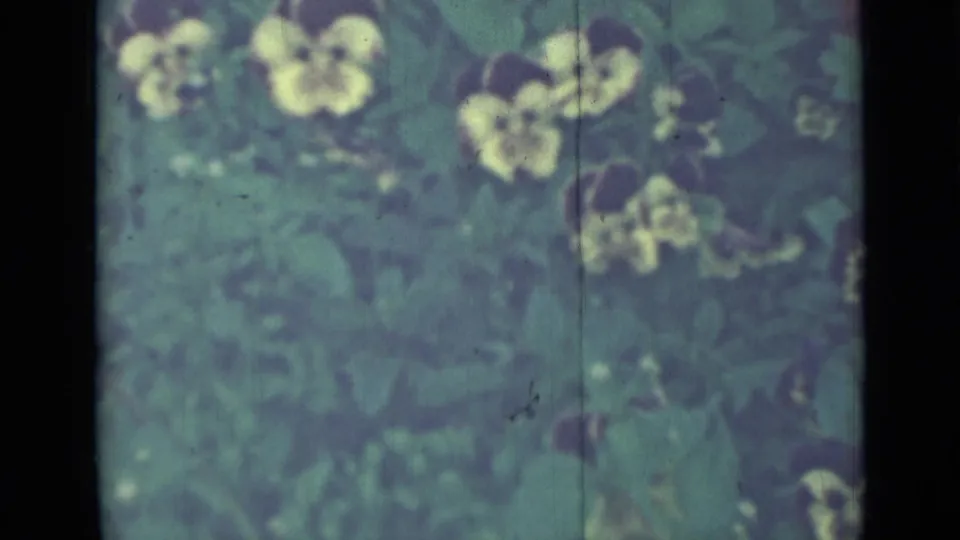 Saint Petersburg 1967 garden frame showing yellow pansies in soft focus with muted green 8mm color.