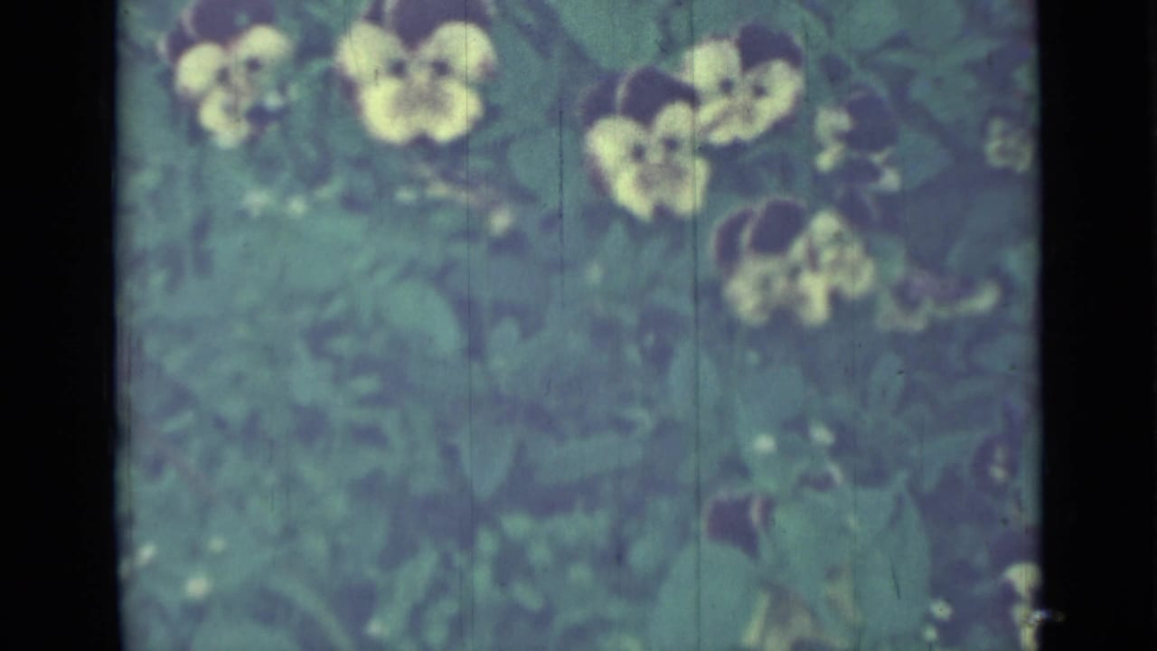 Soft close-up of yellow pansies with dark centers among green leaves.