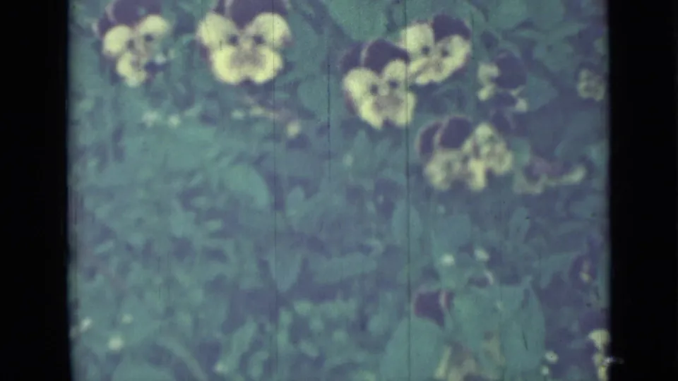 1967 8mm close-up of yellow pansies with dark centers in a leafy garden, attributed to Saint Petersburg by metadata.