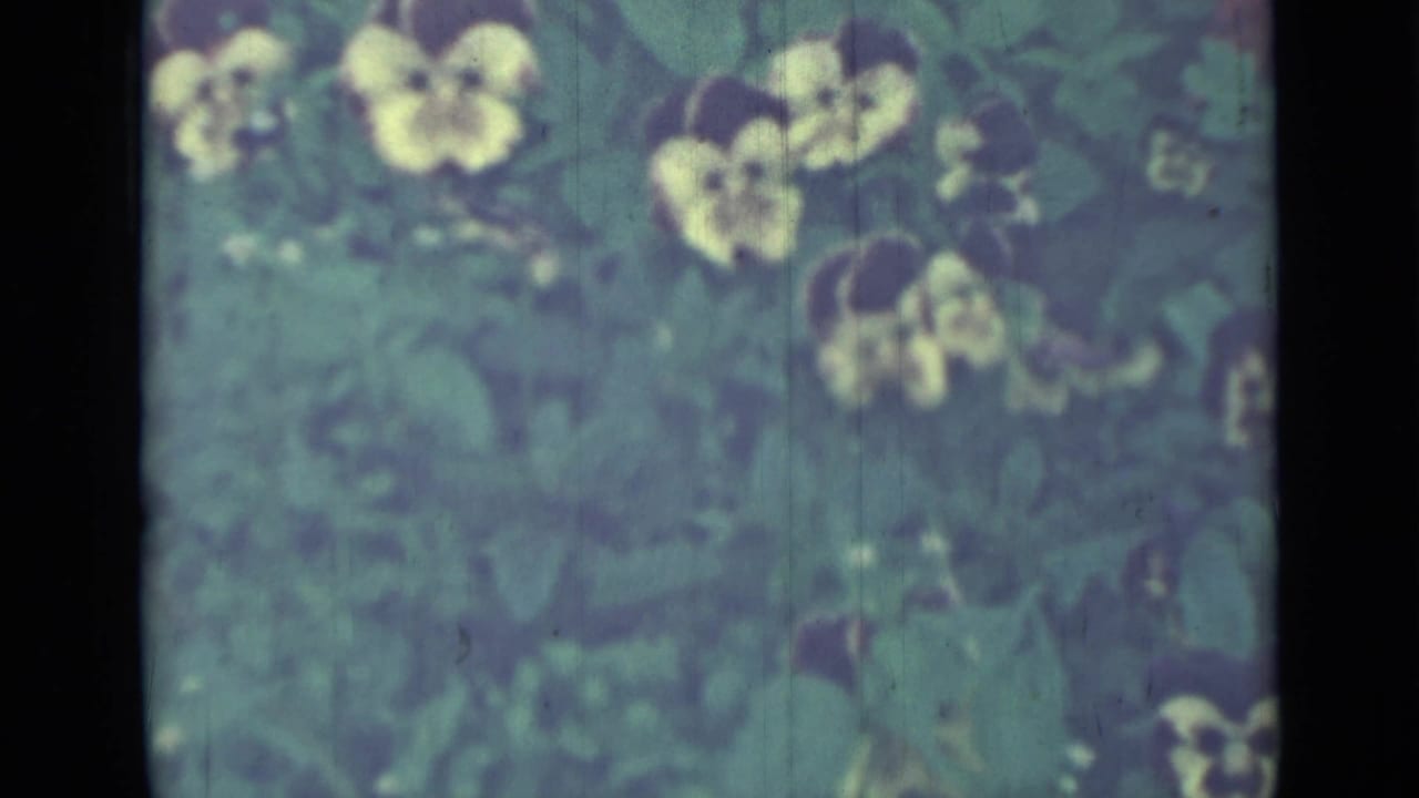Another close view of yellow pansies and green foliage in soft focus.