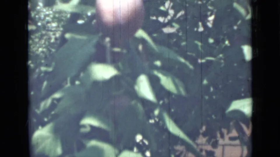 Close 8mm view of leafy plum tree branches, with fruit partly visible in a shaded garden scene.