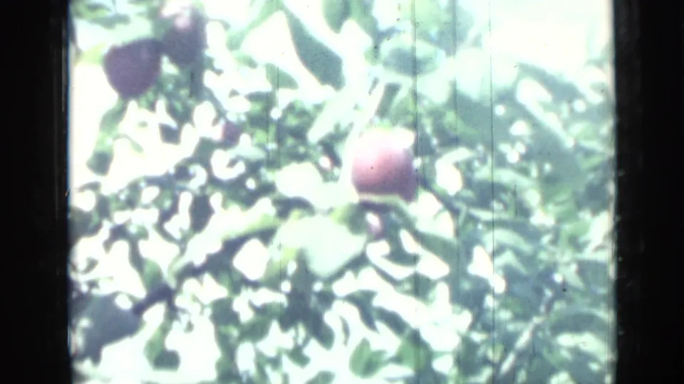 Sunlit 1967 8mm garden frame showing a reddish plum hanging among bright green leaves, location supplied as Saint Petersburg.