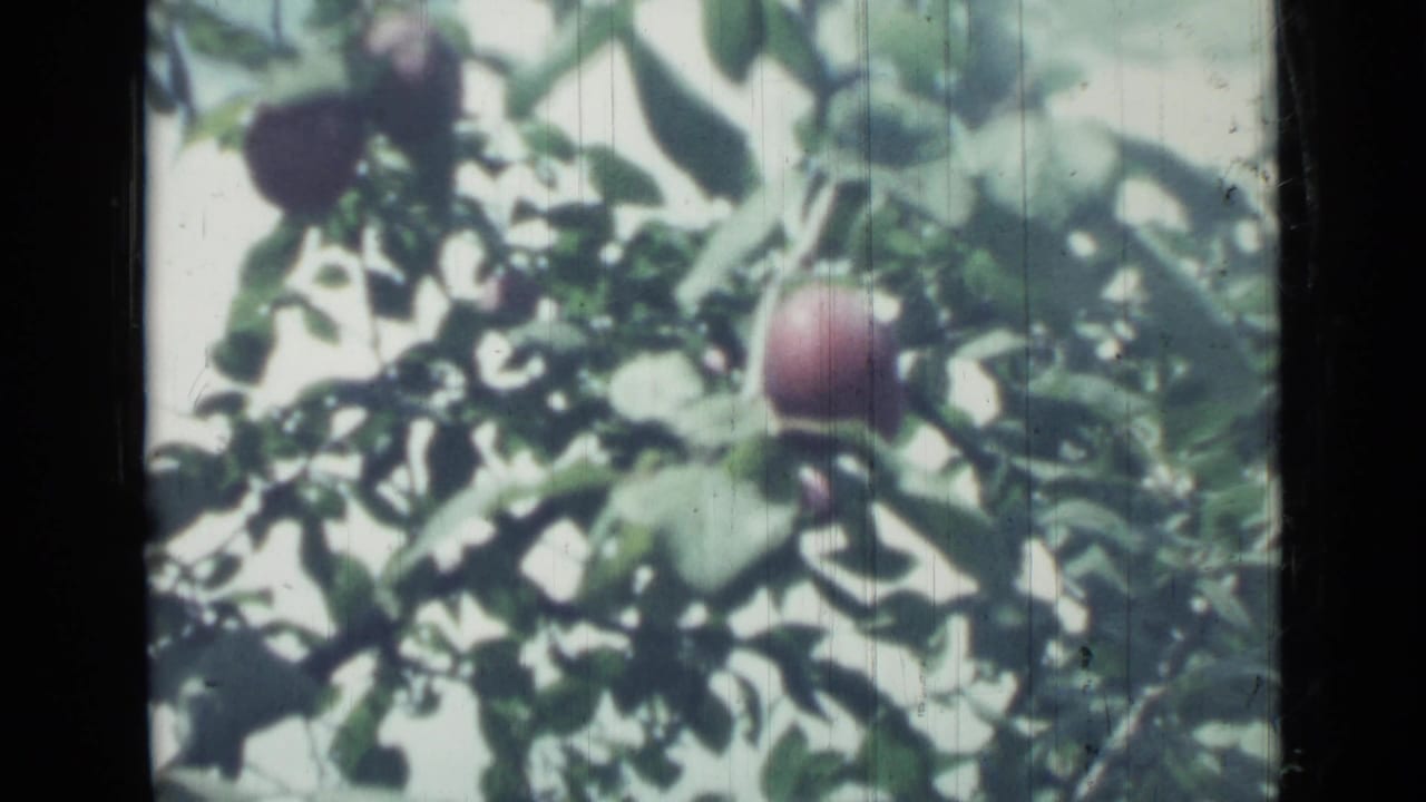 Plums hanging among green leaves on a tree branch.