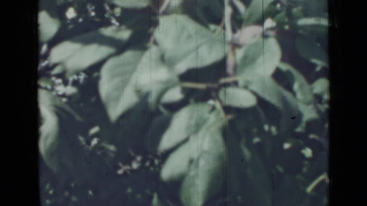 Soft 8mm frame of a plum tree in Saint Petersburg, with leaves filling most of the view and fruit partly obscured.