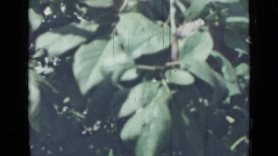 1967 Saint Petersburg home-movie frame showing leafy plum tree branches with muted color and visible film wear.