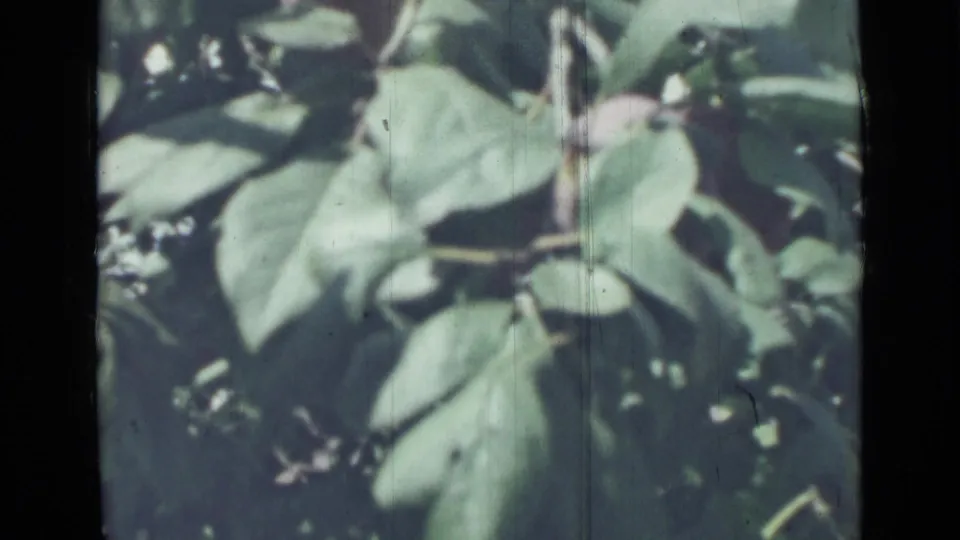 Final 1967 8mm frame from Saint Petersburg showing green plum tree leaves and a small plum near the edge of the shot.