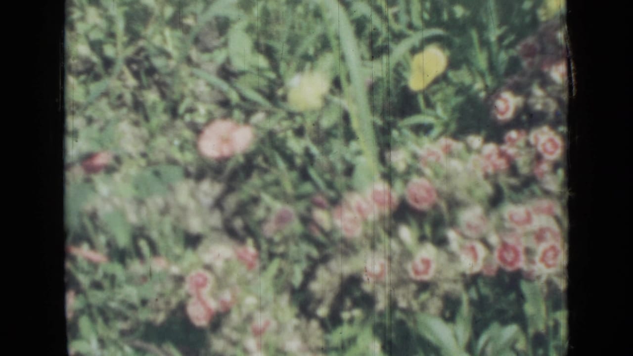Pink and yellow wildflowers among green grasses in soft focus.