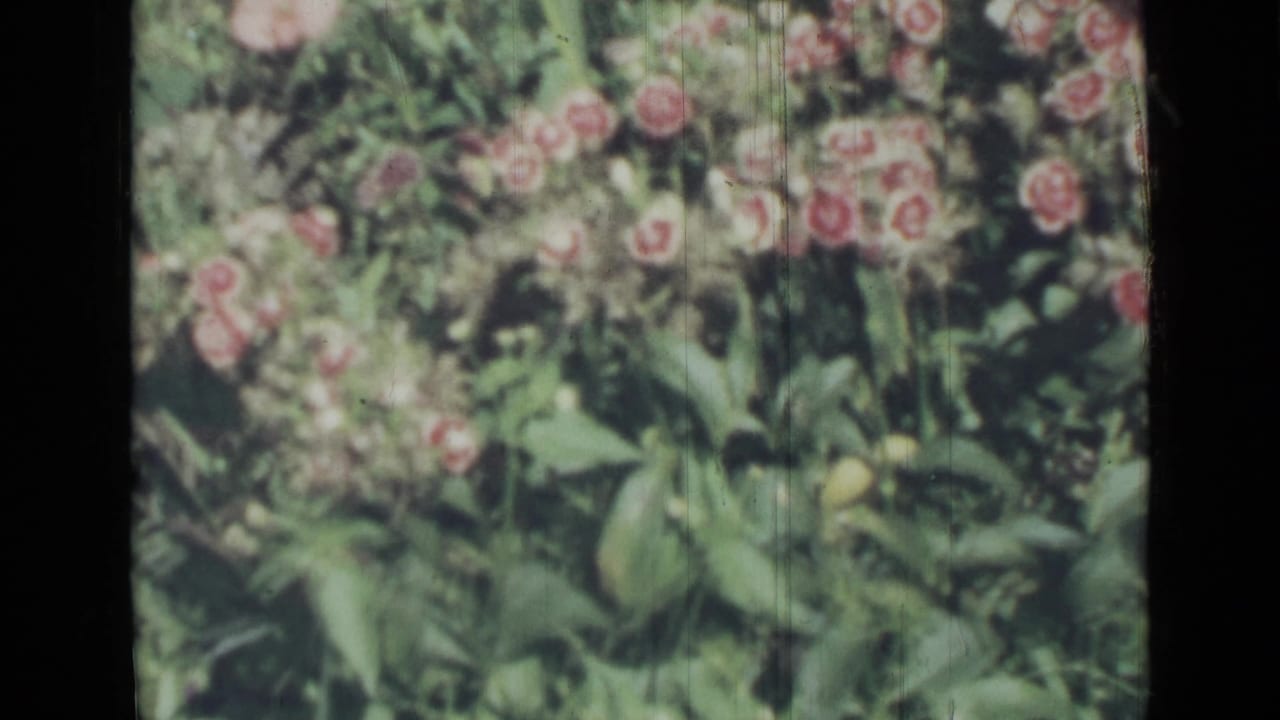 Dense green meadow with pink blossoms and tall leaves.