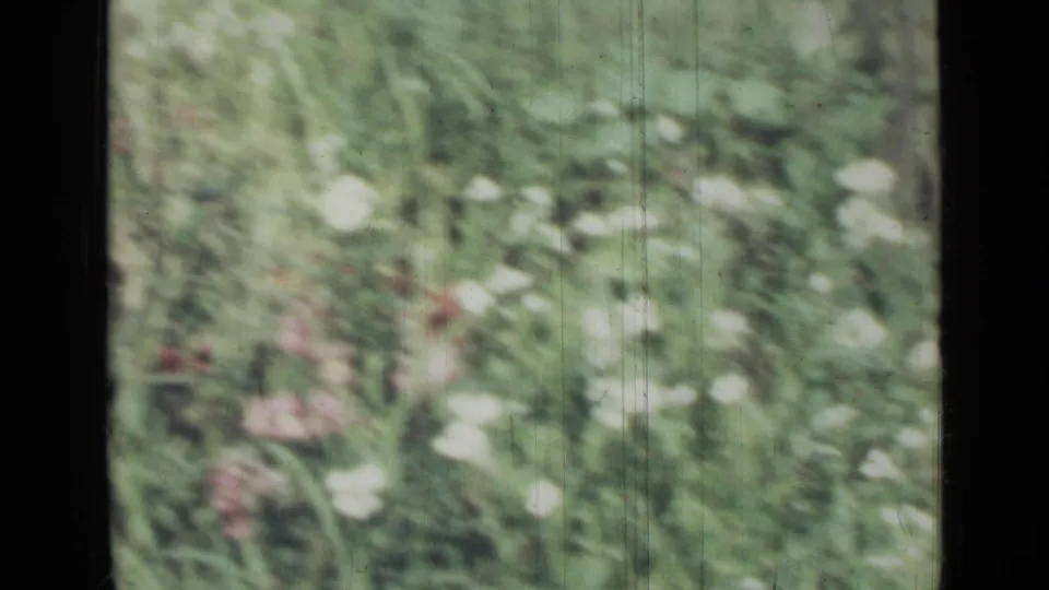 Soft 8mm view of white and pink wildflowers in a green field, with motion blur from the handheld camera.