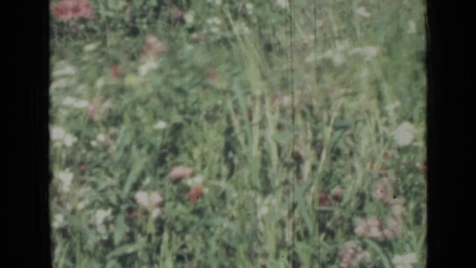 1967 8mm meadow frame with tall grasses and scattered white, pink, and yellow flowers, likely filmed near Saint Petersburg.