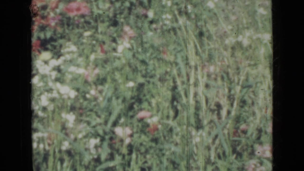 Soft-focus wildflowers and tall grasses with dark 8mm film borders.