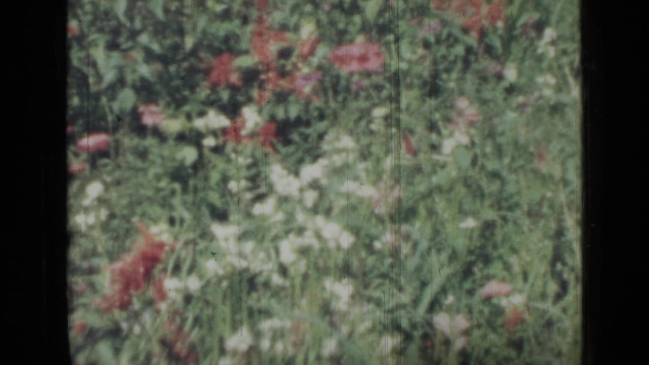 Dense meadow foliage with red and white blossoms near the film gate edge.