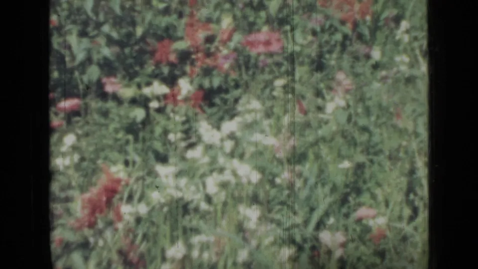 A vintage 8mm frame from the Saint Petersburg clip shows dense meadow plants, small white flowers, and red blossoms in faded color.