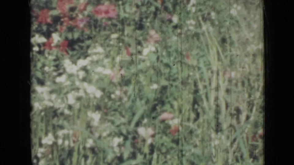 The 1967 home-movie view stays close on wildflowers and tall grasses, with red blooms and pale flower clusters softened by 8mm grain.