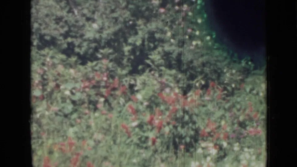 A pale butterfly appears against green foliage and red wildflowers in the Saint Petersburg 8mm home-movie frame.