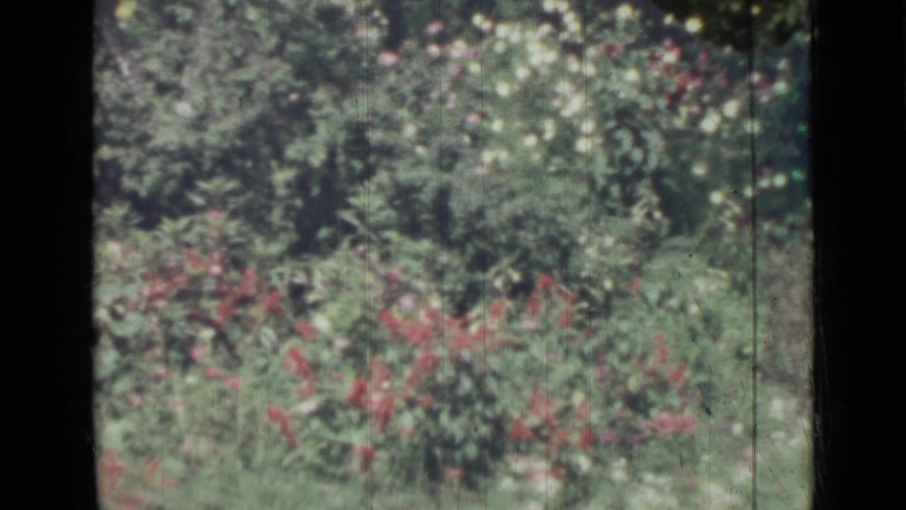 Soft-focus rose garden with red and white blooms among green foliage.
