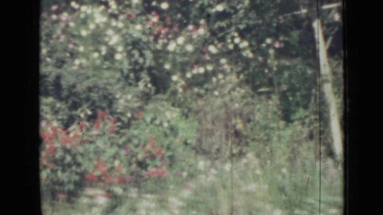 Rose bushes and tall greenery with a dark film border at the edge.