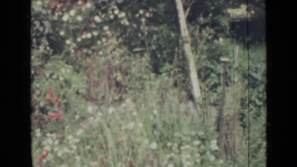 1967 8mm frame showing tall grass, rose bushes, and a pale tree trunk within a Saint Petersburg garden scene.