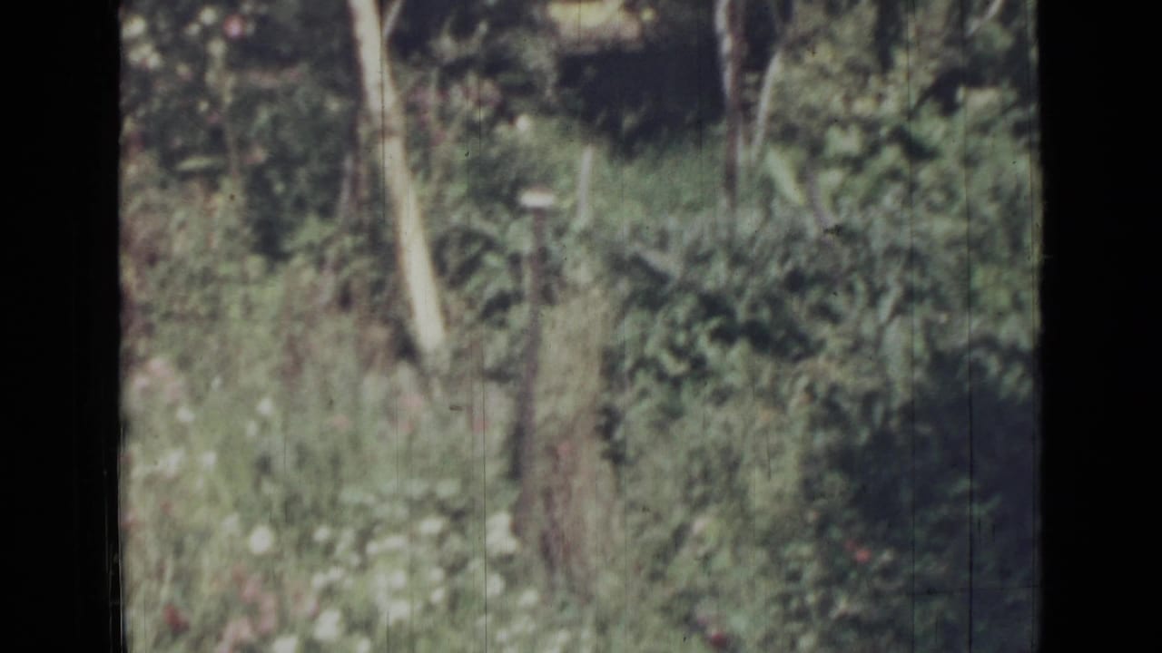 Soft-focus garden view with tree trunks, tall grass, and scattered white flowers.
