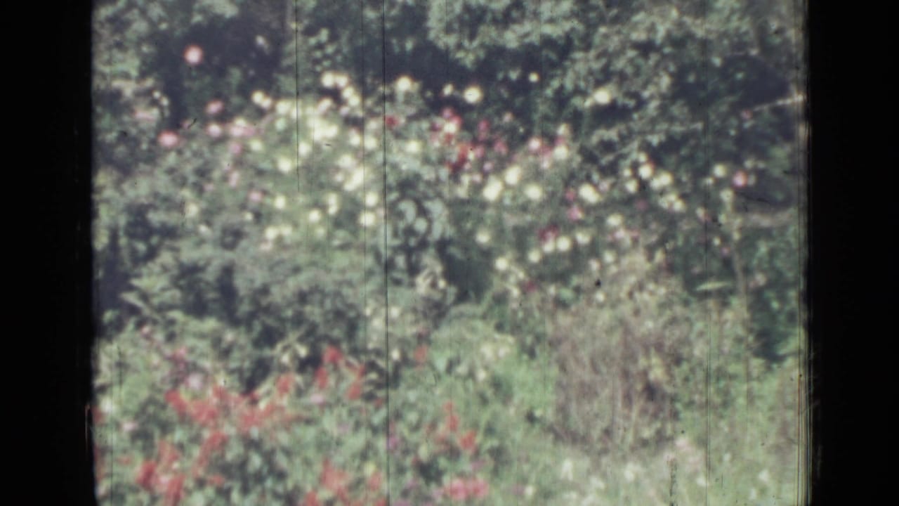 Dense garden foliage with white and red flowers in soft daylight.