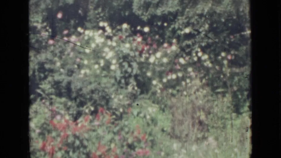 Soft 8mm frame of a Saint Petersburg garden in 1967, showing white blossoms, red flowers, grasses, and leafy growth.